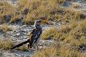 288 Kalahari woestijn, zuidelijke grondneushoornvogel